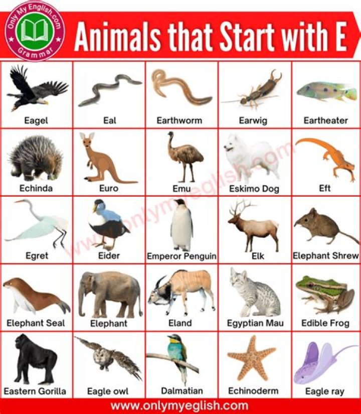 Extraordinary Animals Beginning With E: An Enchanted Encyclopedia