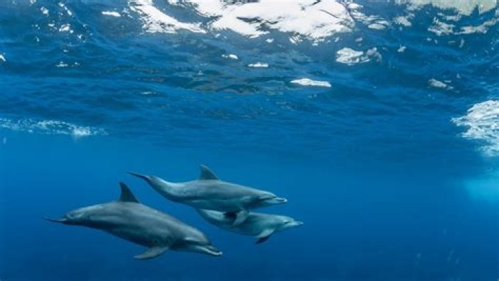 Are Dolphins Really Friendly: The Truth About Dolphin Danger