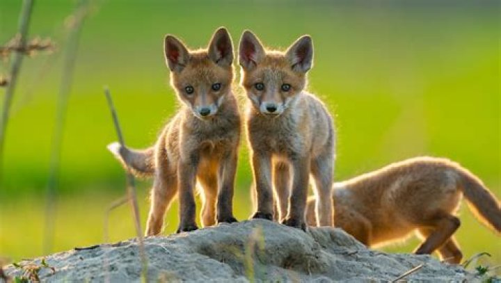 The Ultimate Guide To Baby Fox Names: Choose The Perfect Moniker For Your Little Cub