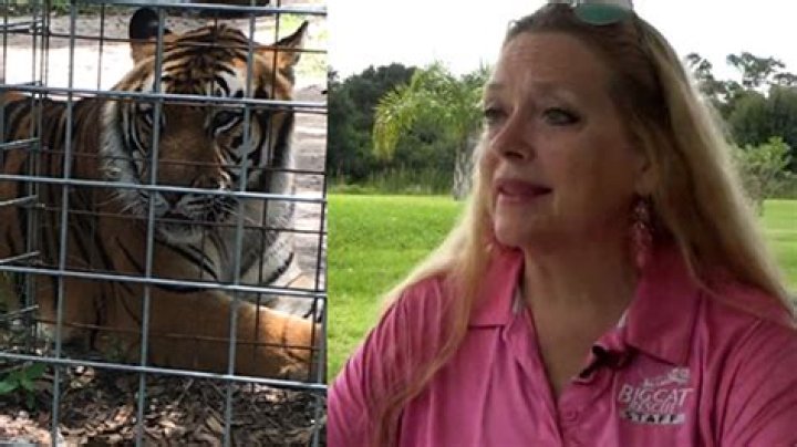 Explore The Mysterious World Of Big Cat Rescue: Uncovering Carole Baskin's Sanctuary Location
