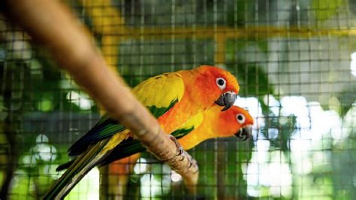 Uncover The Secret Symbolism: What Does A Bird Inside Your House Really Mean?