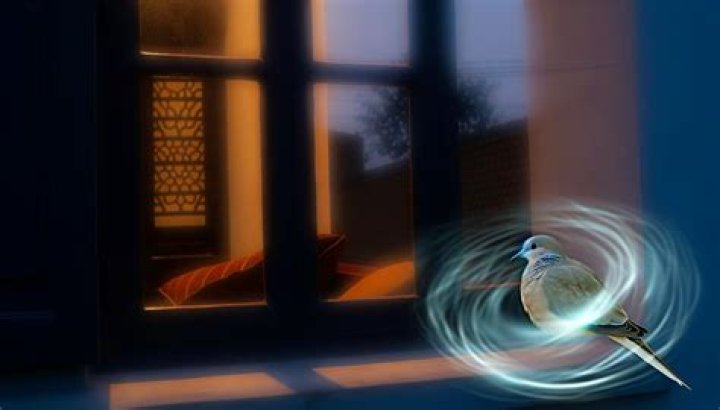 The Spiritual Meaning Of Birds Trying To Enter Your Home