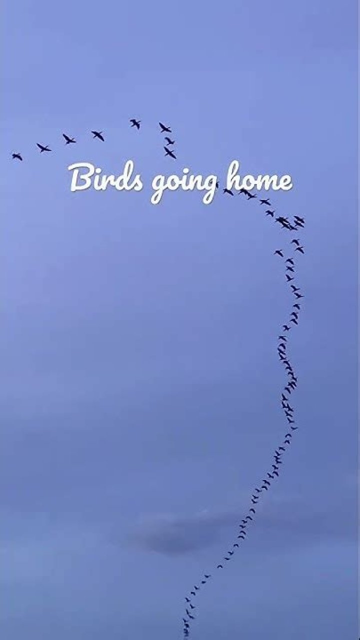 Witness The Spectacular Journey: Birds Soaring Homewards