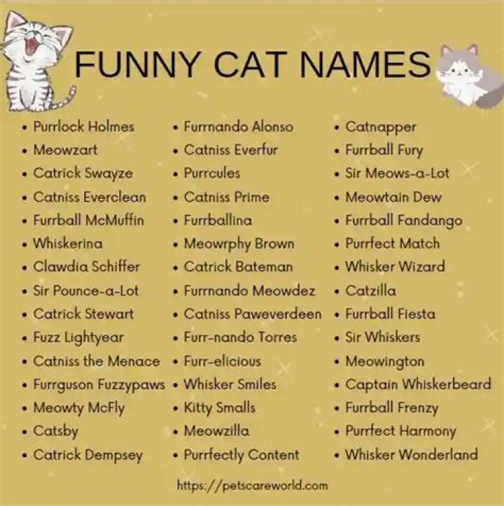 Feline-tastic Cat Pun Names: The Purrfect Way To Name Your Kit-ty