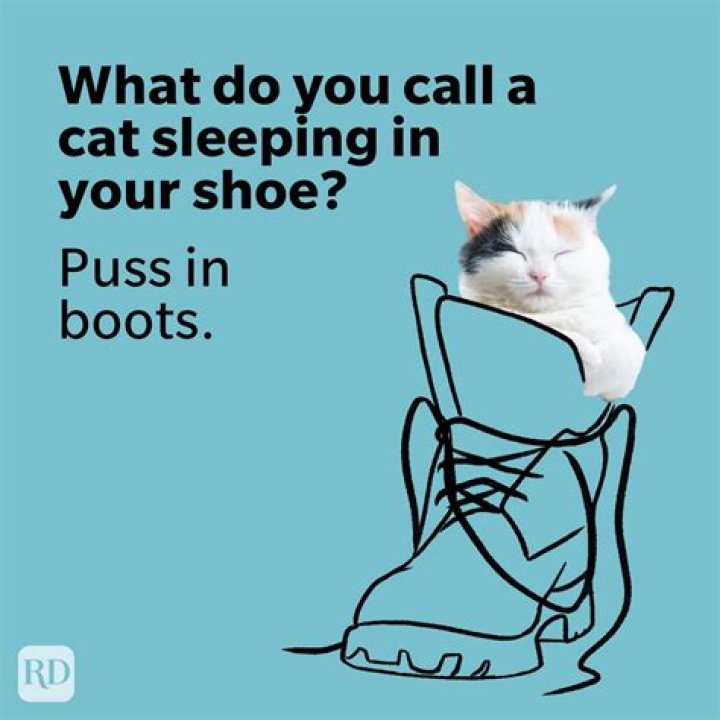 Pawesome Cat Puns To Make You Purr
