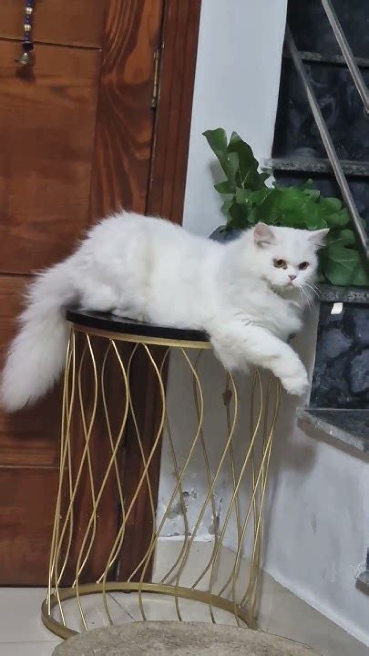 Discover The Delightful Coco Nut Kitty: A Feline Paradise!