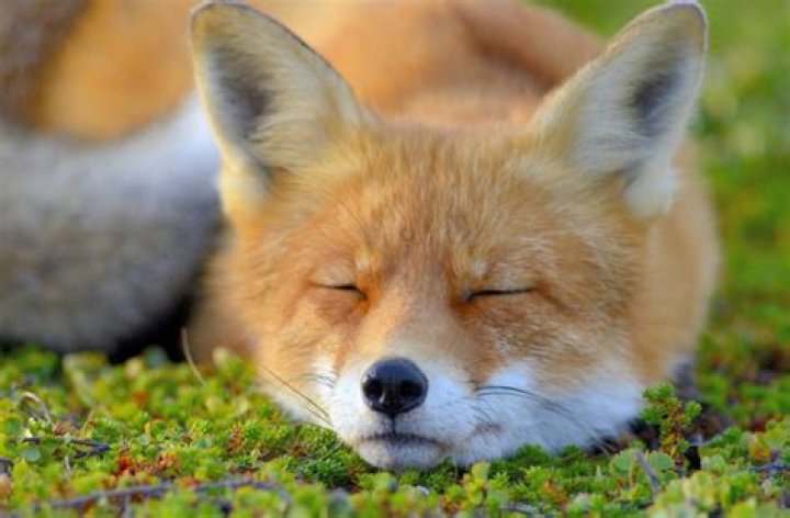 Adorable Foxes: Ultimate Guide To Cuteness Overload