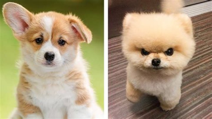 Discover The Unparalleled Cuteness: Meet The Most Adorable Puppy In The World