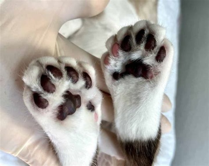 Does Yamal Have Six Toes: Exploring The Phenomenon
