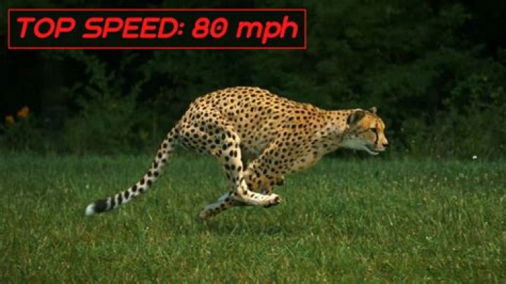 Introducing The Cheetah: The World's Fastest Land Mammal