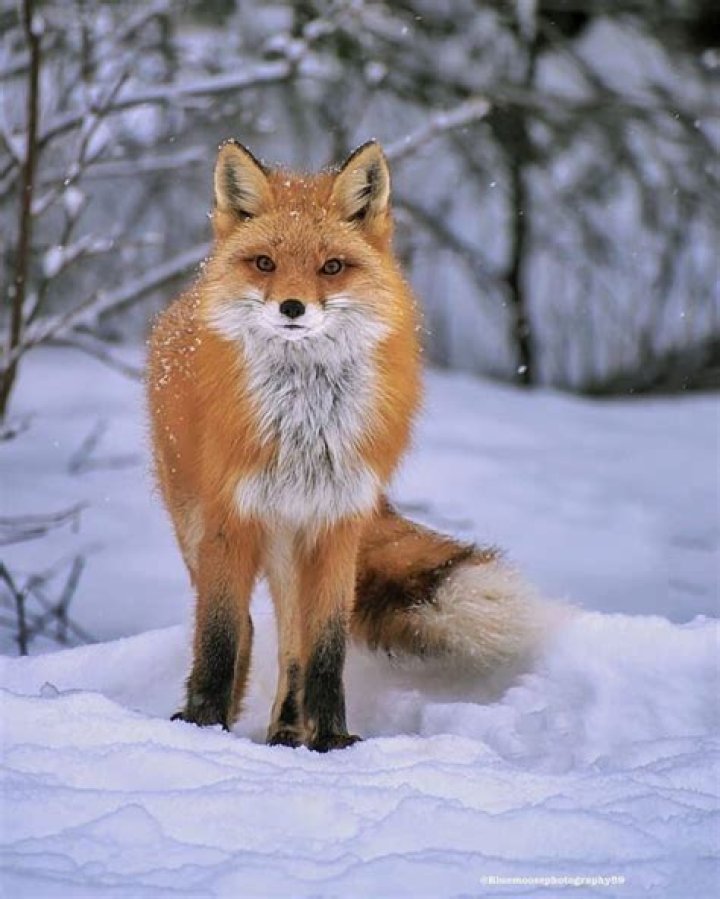 Comprehensive Guide To Understanding The Female Fox