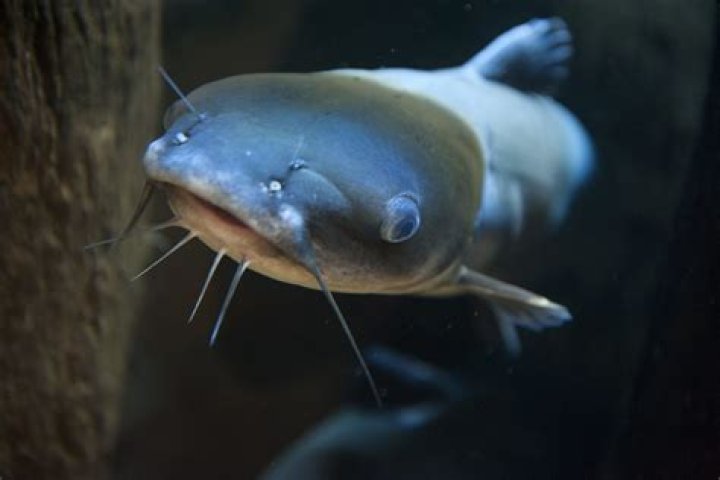 Effortless Catfish Hatching: A Comprehensive Guide For Success