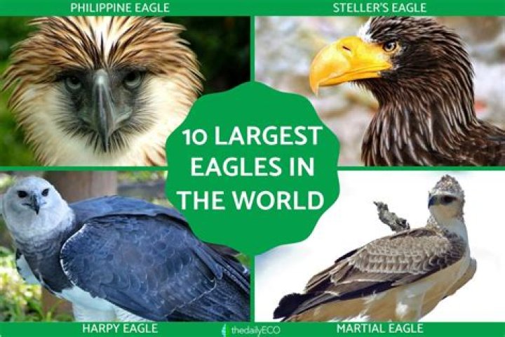 The Largest Eagle In The World: Discover The Majestic Monarch Of The Skies