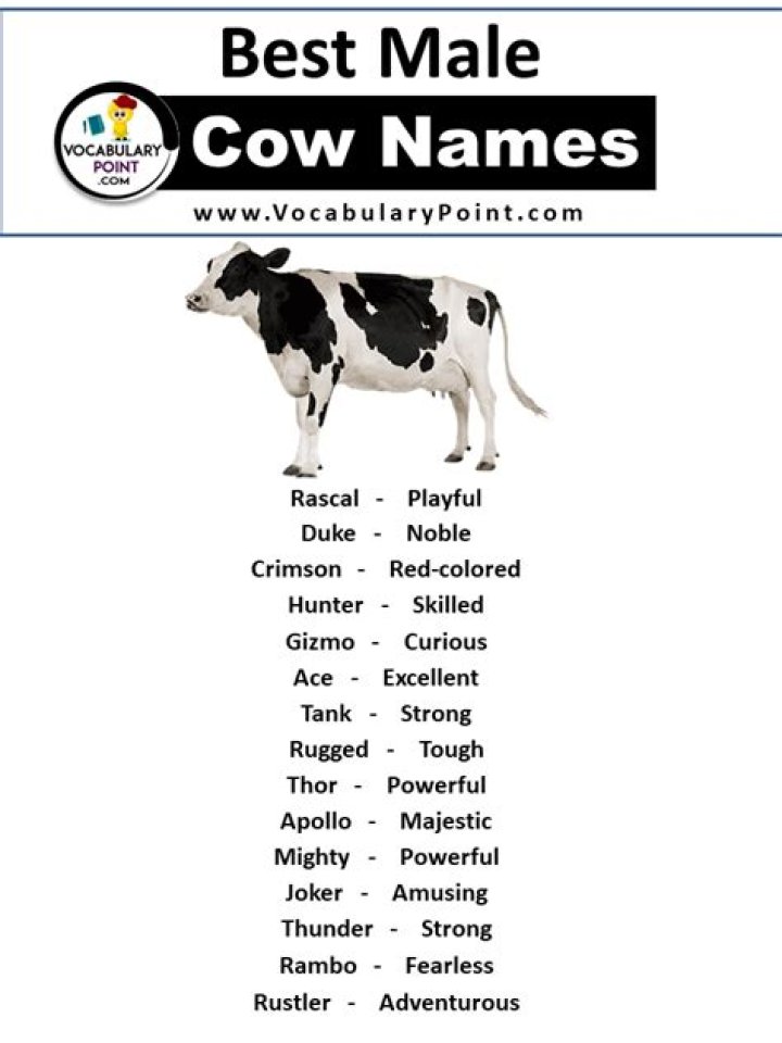 The Ultimate Guide To Naming Your Male Cow: Creative And Meaningful Options