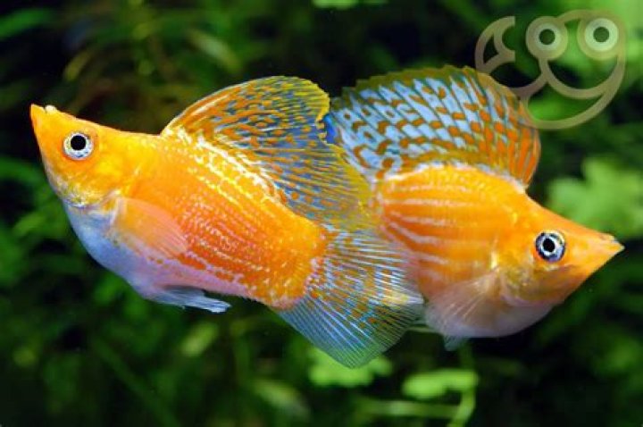 The Ultimate Guide To Molly No Lit: Unlocking The Secrets Of Success