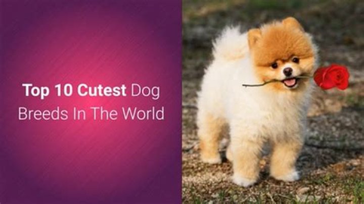 Discover The World's Most Utterly Adorable Dogs