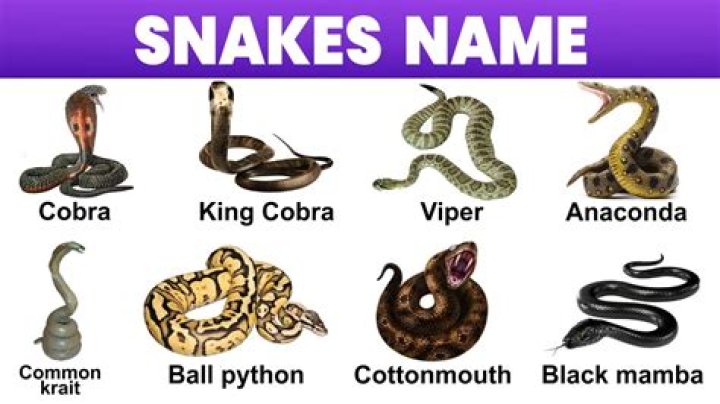 Discover The Perfect Name For Your Serpentine Companion: A Comprehensive Guide To Naming Snakes