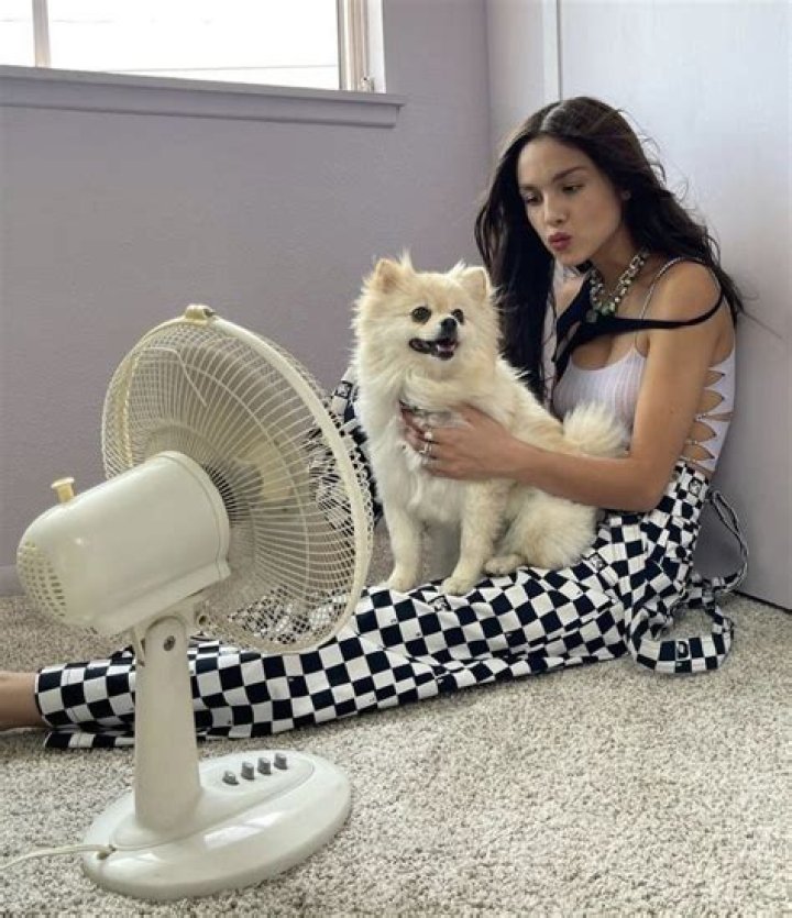 Olivia Rodrigo's Endearing Connection To Her Beloved Animal Companion
