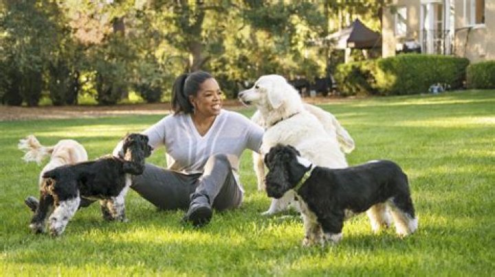 Oprah Winfrey's Enduring Bond With Dogs