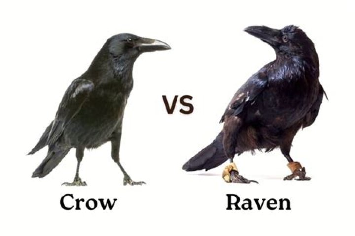 Unraveling The Differences: Ravens Vs Crows
