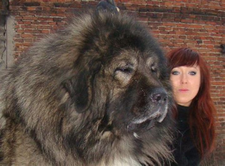 Discover The Majestic Russian Mastiff: Strength, Loyalty, And Protection