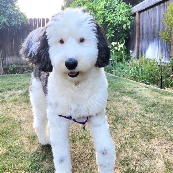 The Ultimate Guide To Sheepadoodle Temperament And Personality Traits
