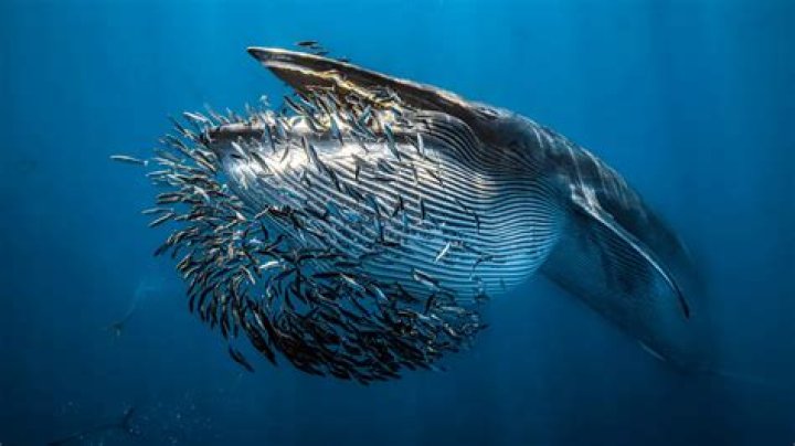 Stern Nedra: The Ultimate Guide To Uncover Earth's Secrets