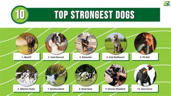 The Ultimate Guide To The World's 10 Most Powerful Dog Breeds