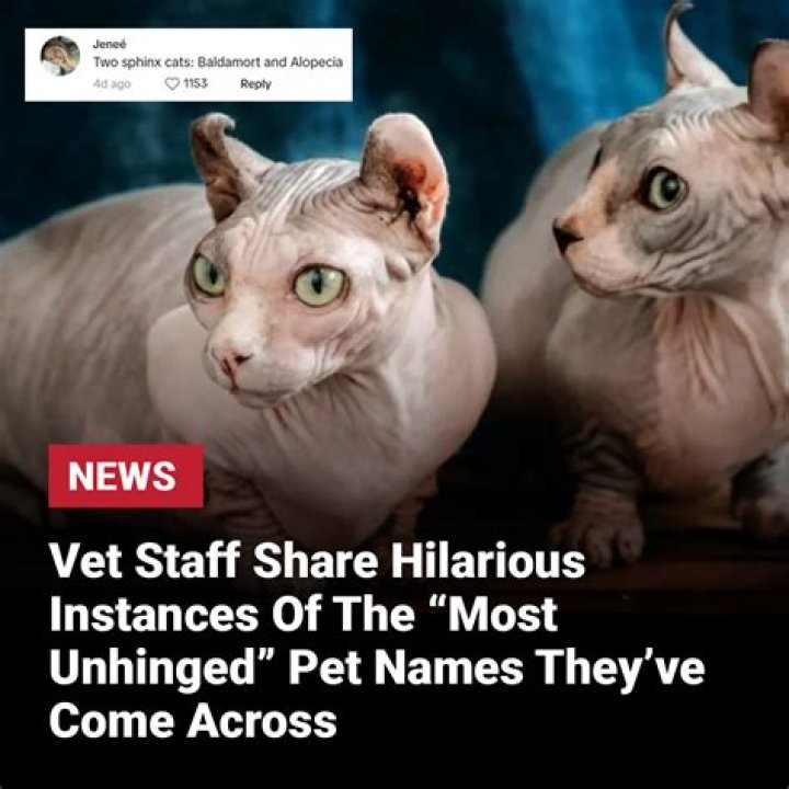 Hilarious And Unhinged Pet Names You Won't Believe