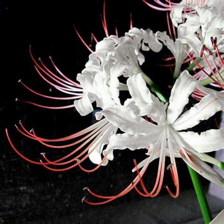 An Ethereal Guide To White Spider Lilies: Unlocking Their Enchanting Beauty